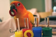 Pet Puzzle