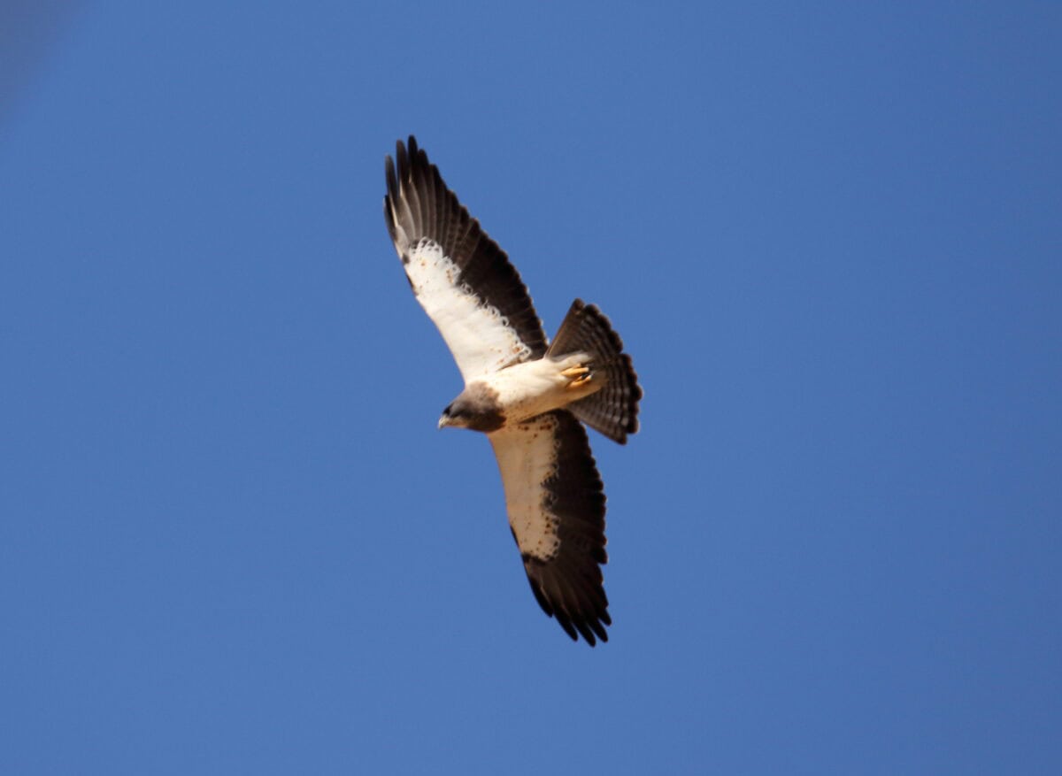 Swainson's Hawk