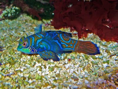 The Mandarinfish One of the Ocean’s Most Colorful Creatures
