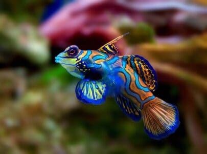 13 Most Colorful Coral Reef Creatures