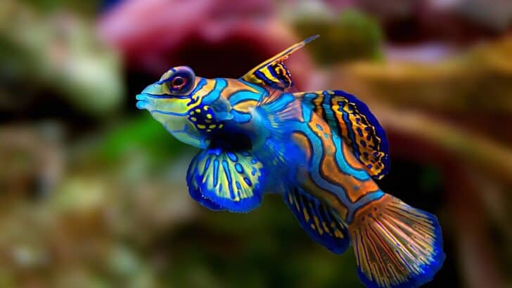 13 Most Colorful Coral Reef Creatures