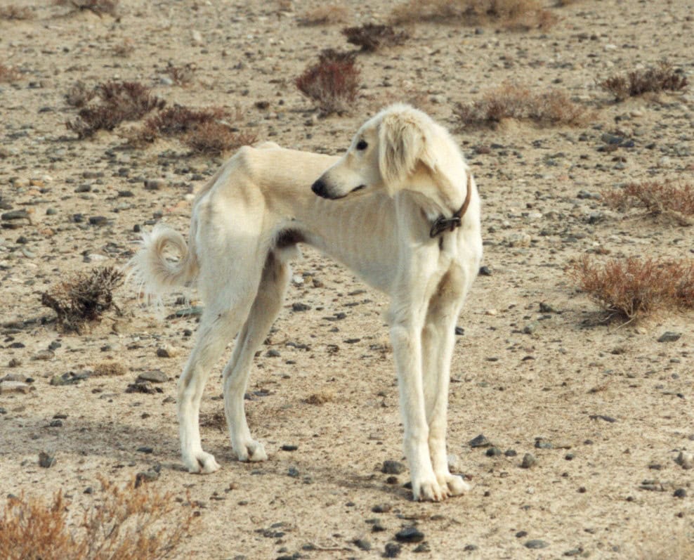 Kazakh Tazi