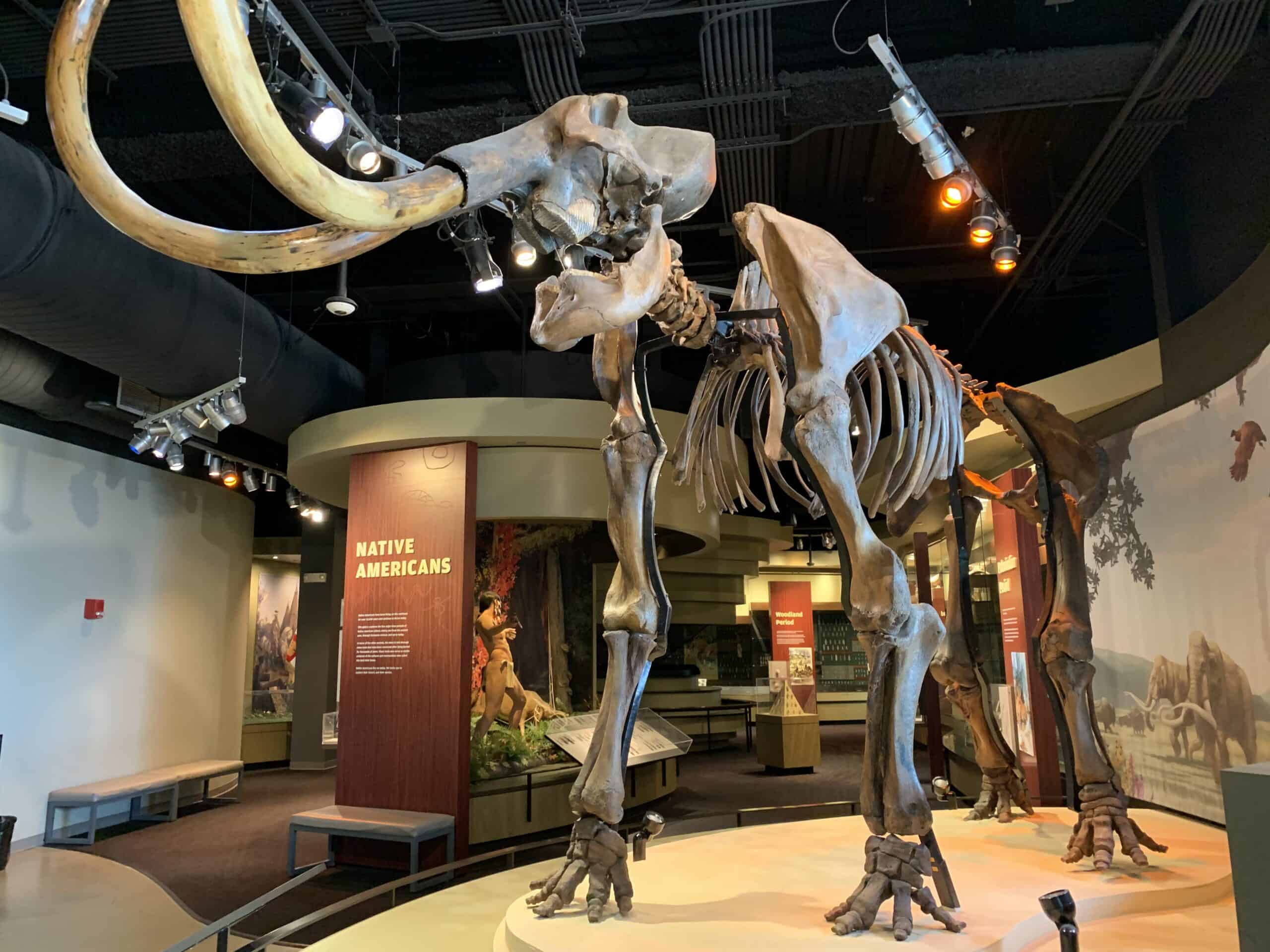 The woolly mammoth.