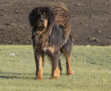 18 Dogs Bred to Protect Against Wild Predators