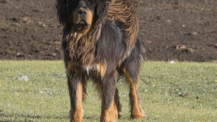 18 Dogs Bred to Protect Against Wild Predators