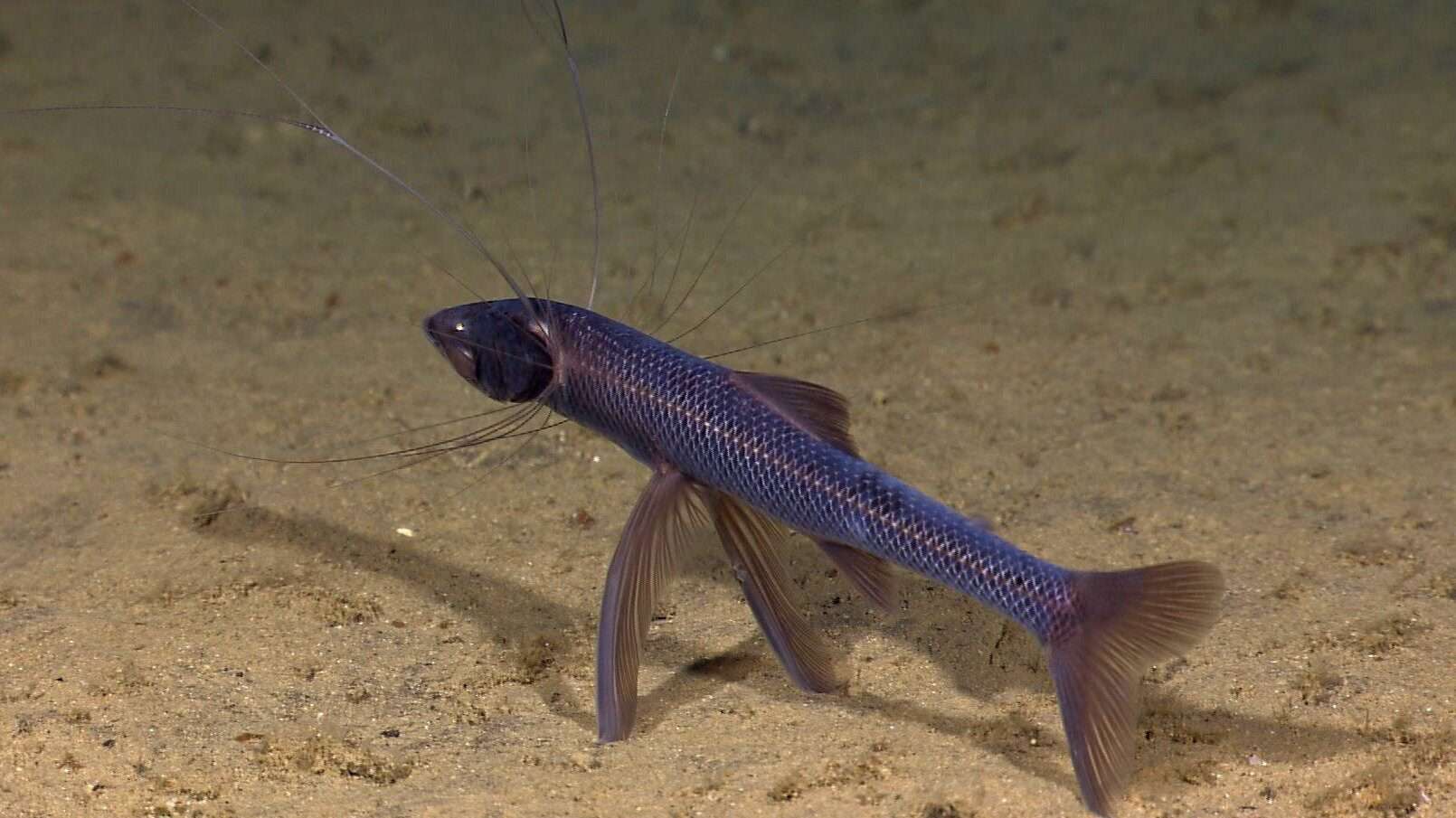 A tripod fish swimming on the ocean floor, with long, slender fins resembling stilts, giving it an unusual and unique stance