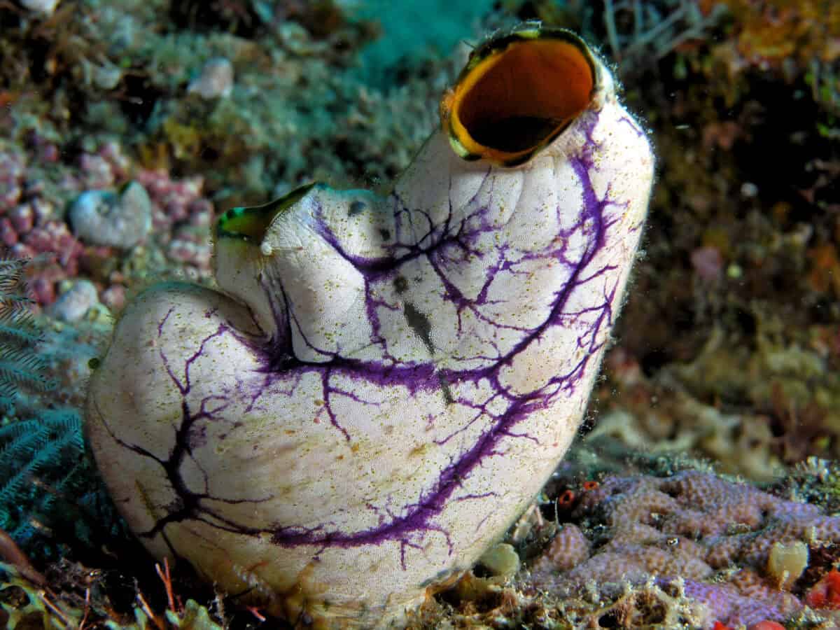 A close-up of a Tunicate, with its white, spongy body and purple veins, positioned against a vibrant coral background, showcasing its unique and striking appearance.