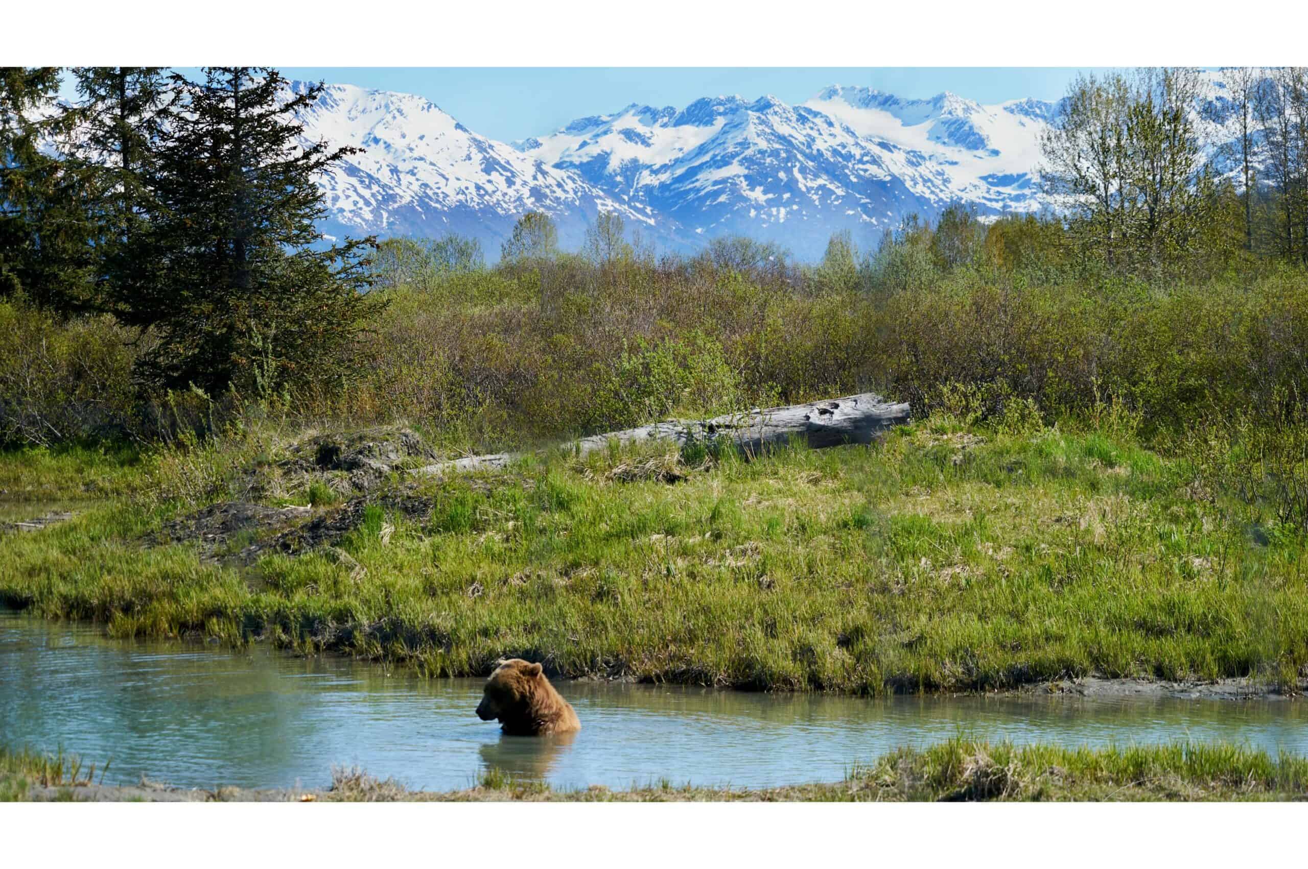 bear
