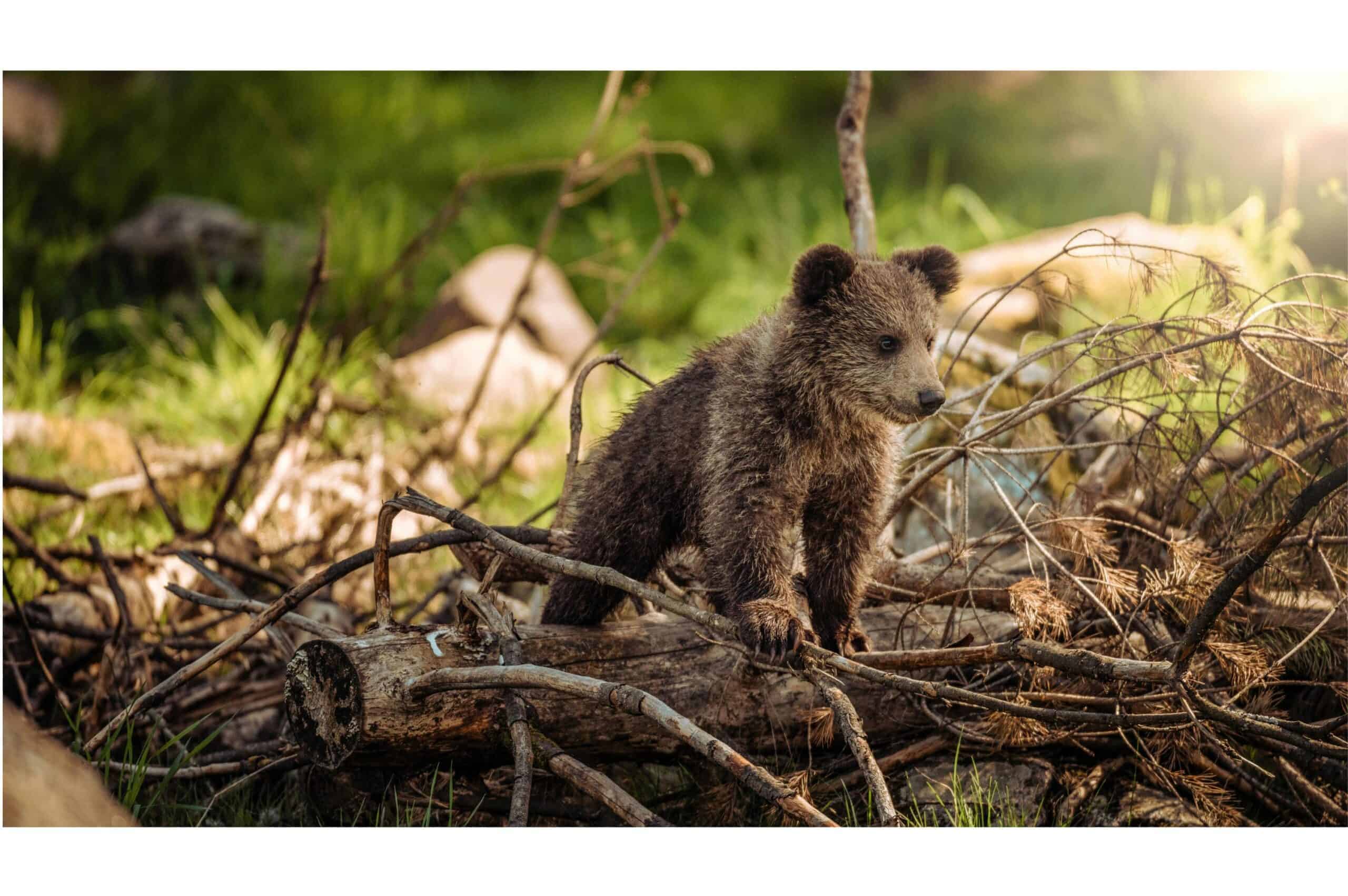 bear