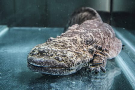 The World&rsquo;s Largest Amphibian: Chinese Giant Salamander