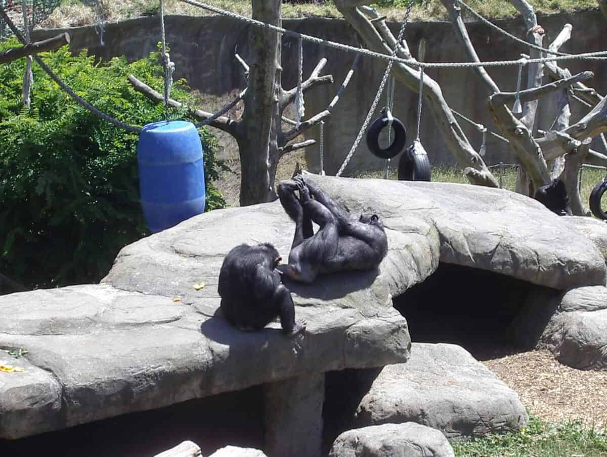 Chimpanzees resting on a stone platform in a zoo enclosure, with climbing structures, ropes, and tires for enrichment in the background.