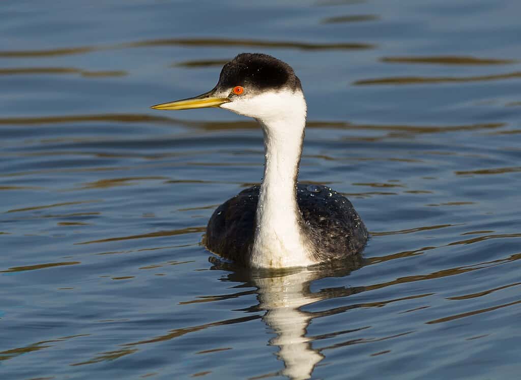 Western Grebe