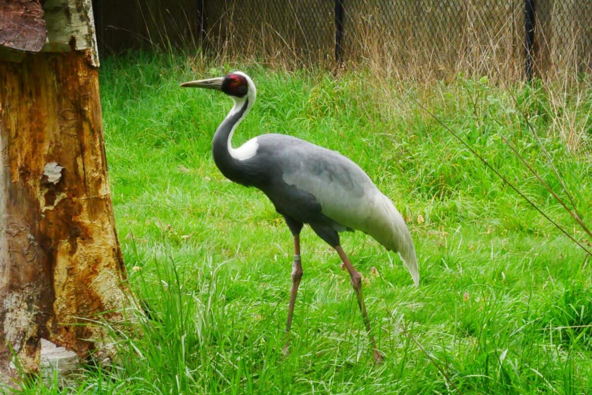 A white-naped crane walking gracefully on lush green grass at the Woodland Park Zoo. Its long neck, sleek grey body, and distinctive red face make it stand out. A tree trunk and a fence are visible in the background.