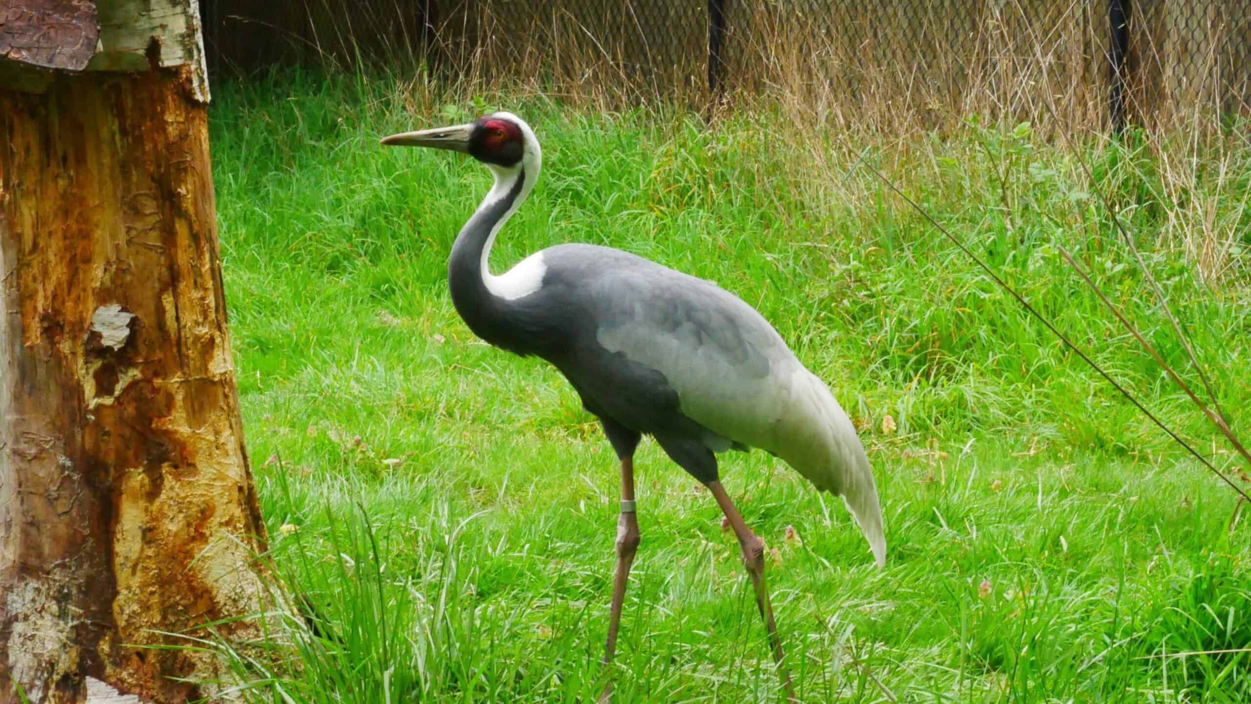 A white-naped crane walking gracefully on lush green grass at the Woodland Park Zoo. Its long neck, sleek grey body, and distinctive red face make it stand out. A tree trunk and a fence are visible in the background.