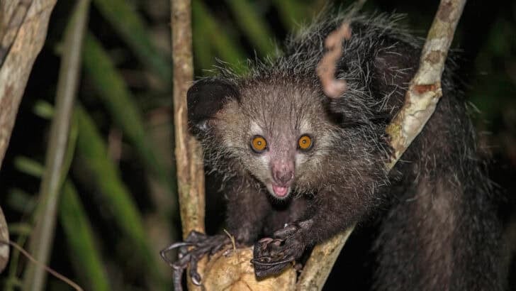 21 Strangest Looking Animals That Are Adorably Weird