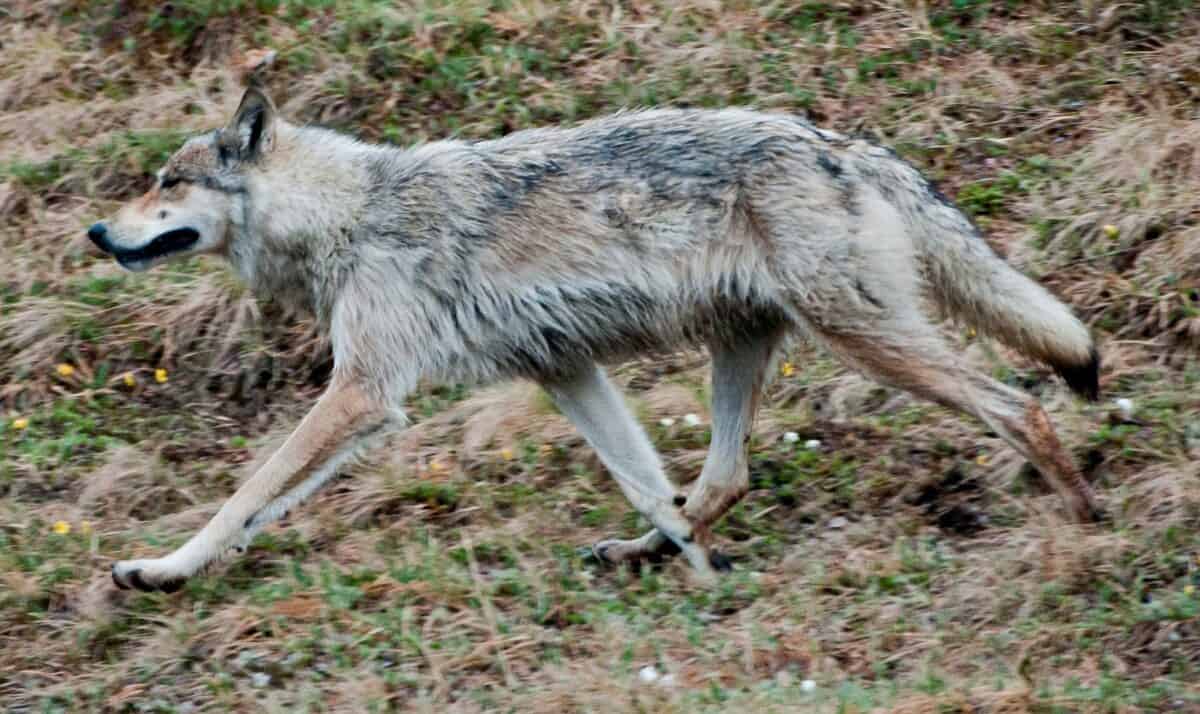Alaskan wolf