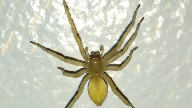 Yellow Sac Spider