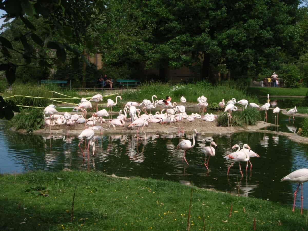 A group of flamingos standing and wading in a pond at a zoo, surrounded by lush greenery and trees. The reflection of the birds is visible in the water.
