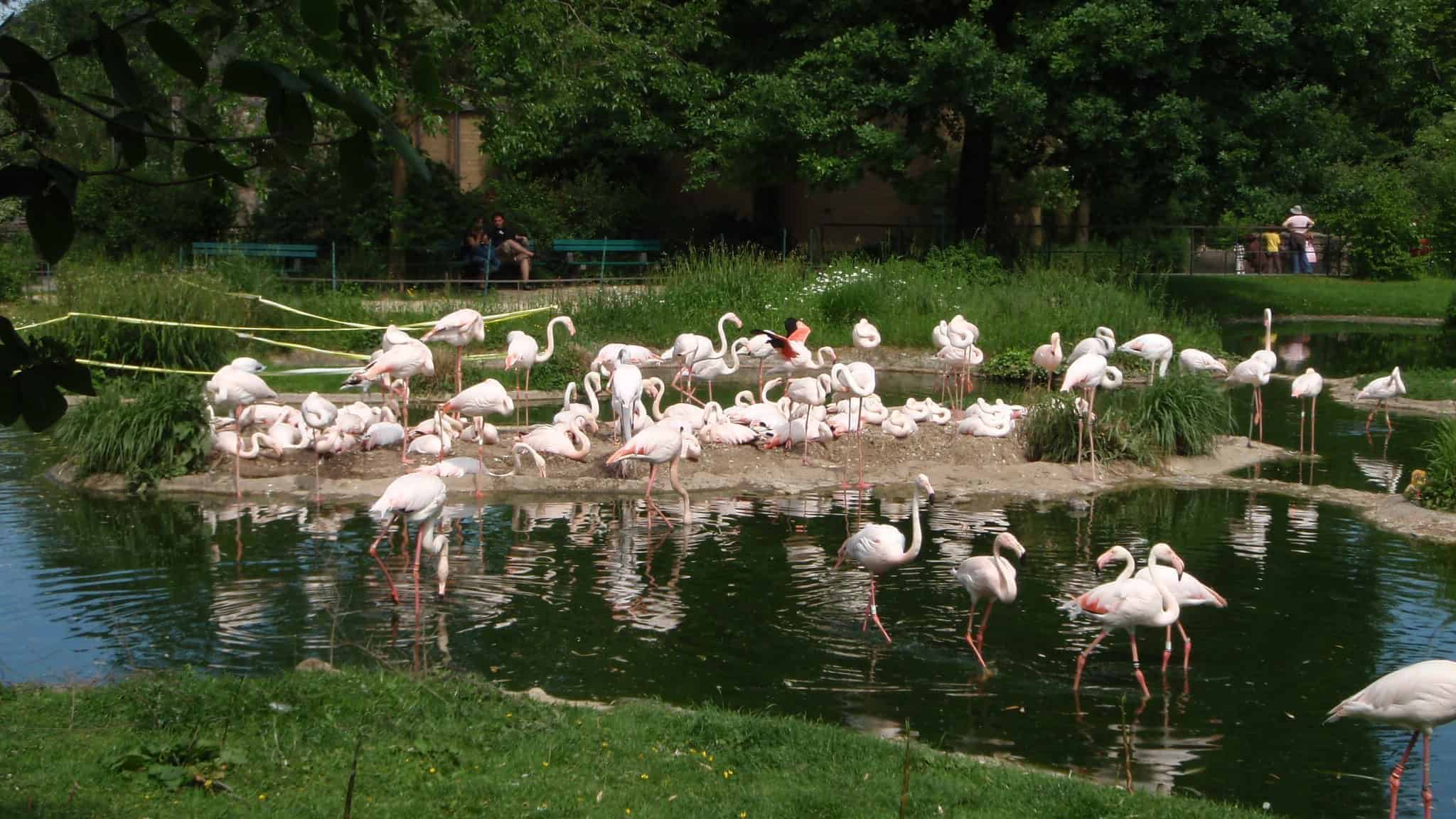 A group of flamingos standing and wading in a pond at a zoo, surrounded by lush greenery and trees. The reflection of the birds is visible in the water.