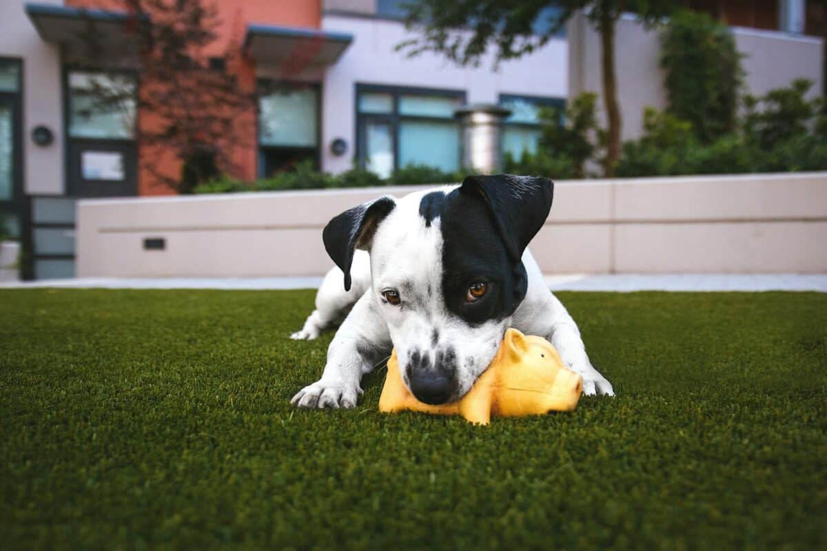 white and black American pitbull