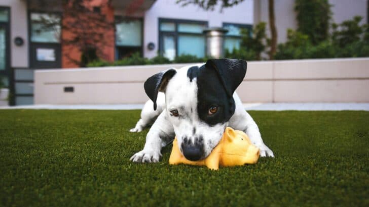 Are Breed-Specific Laws Fair to Dogs?