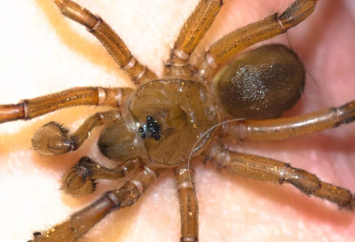 Trapdoor Spider