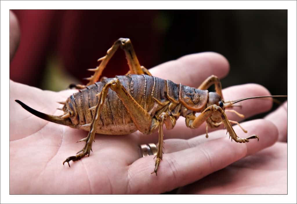 Giant Weta