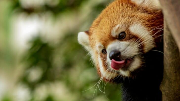 Top 10 Animals and Wildlife in the Himalayas