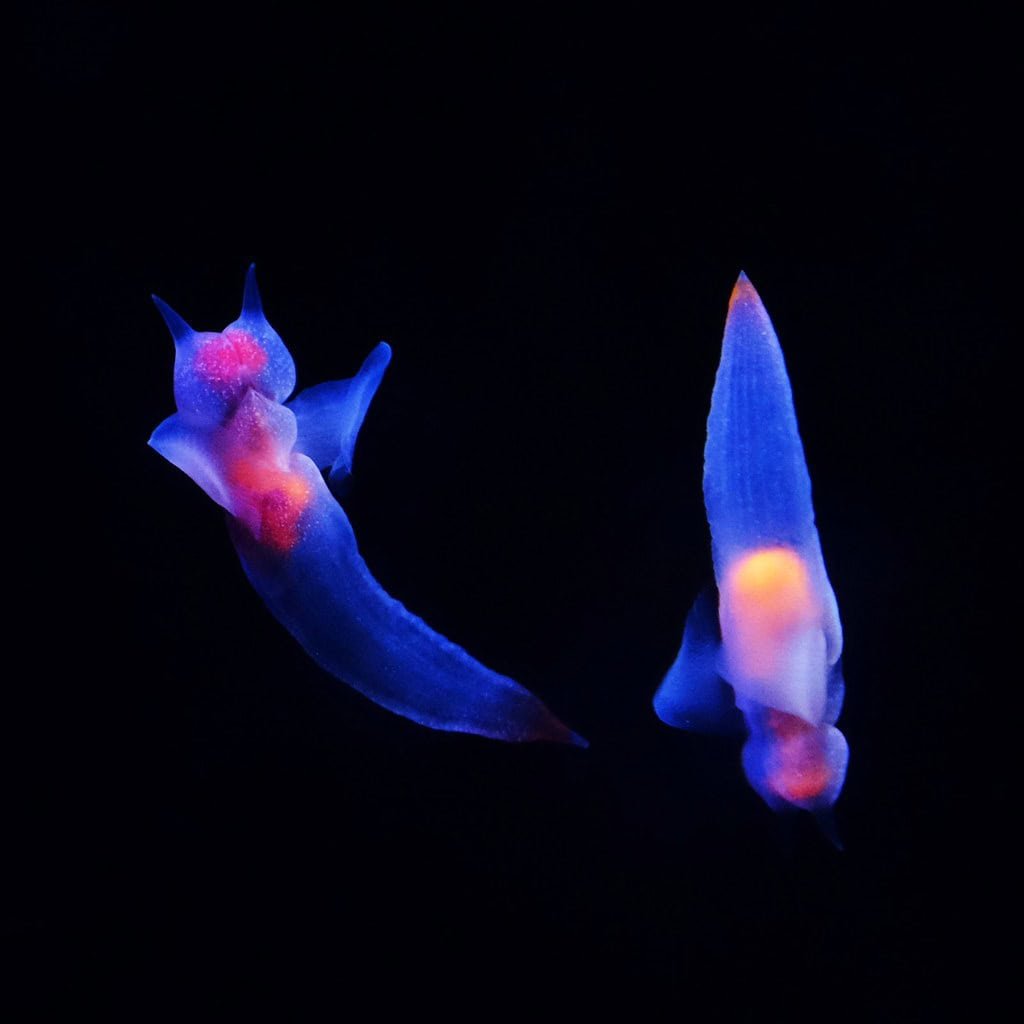 Two glowing blue and orange sea angels (Clione limacina) floating in the dark ocean, showcasing their translucent, wing-like appendages.