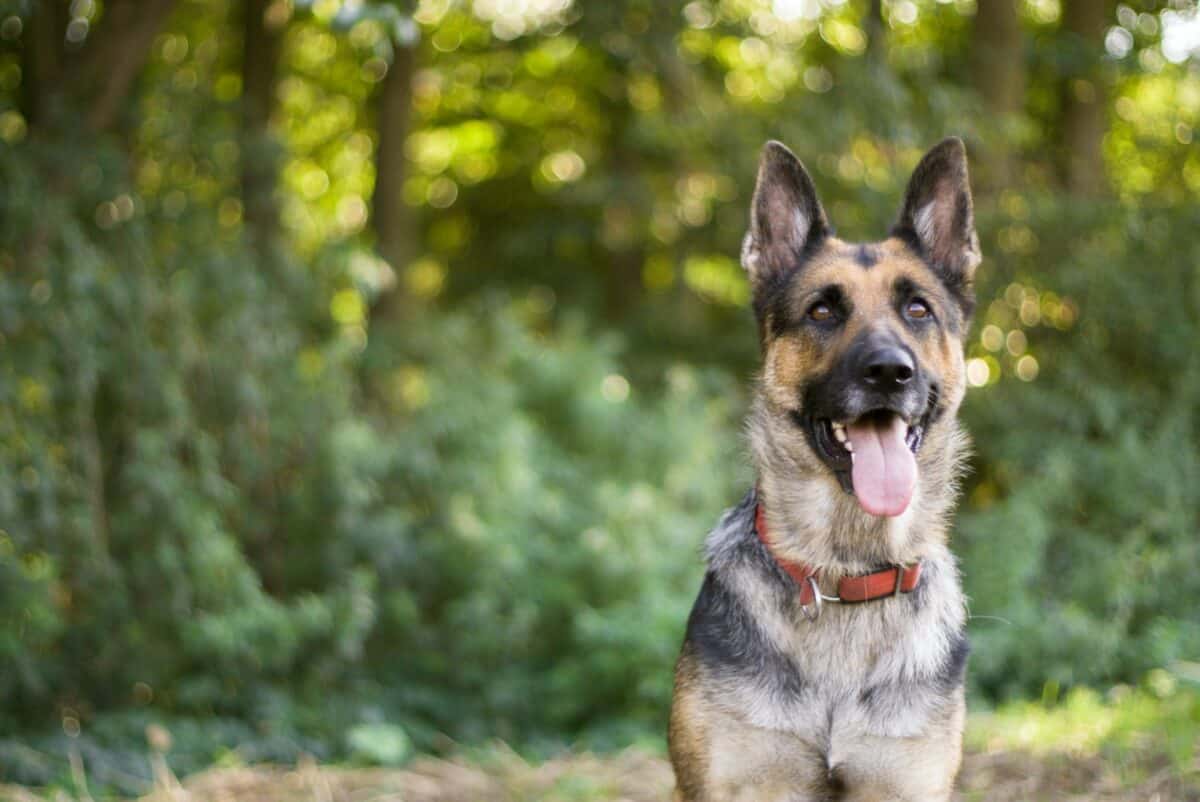 German Shepard