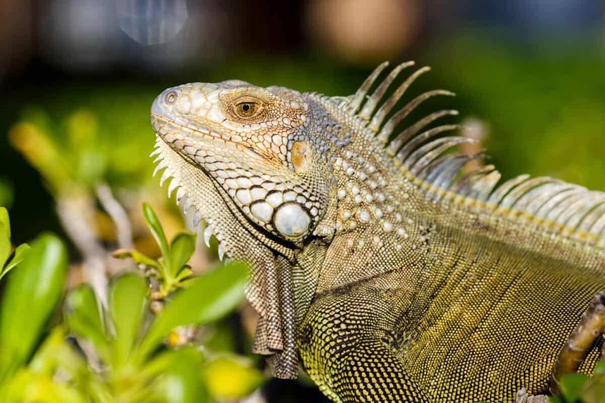 Jamaican Iguana