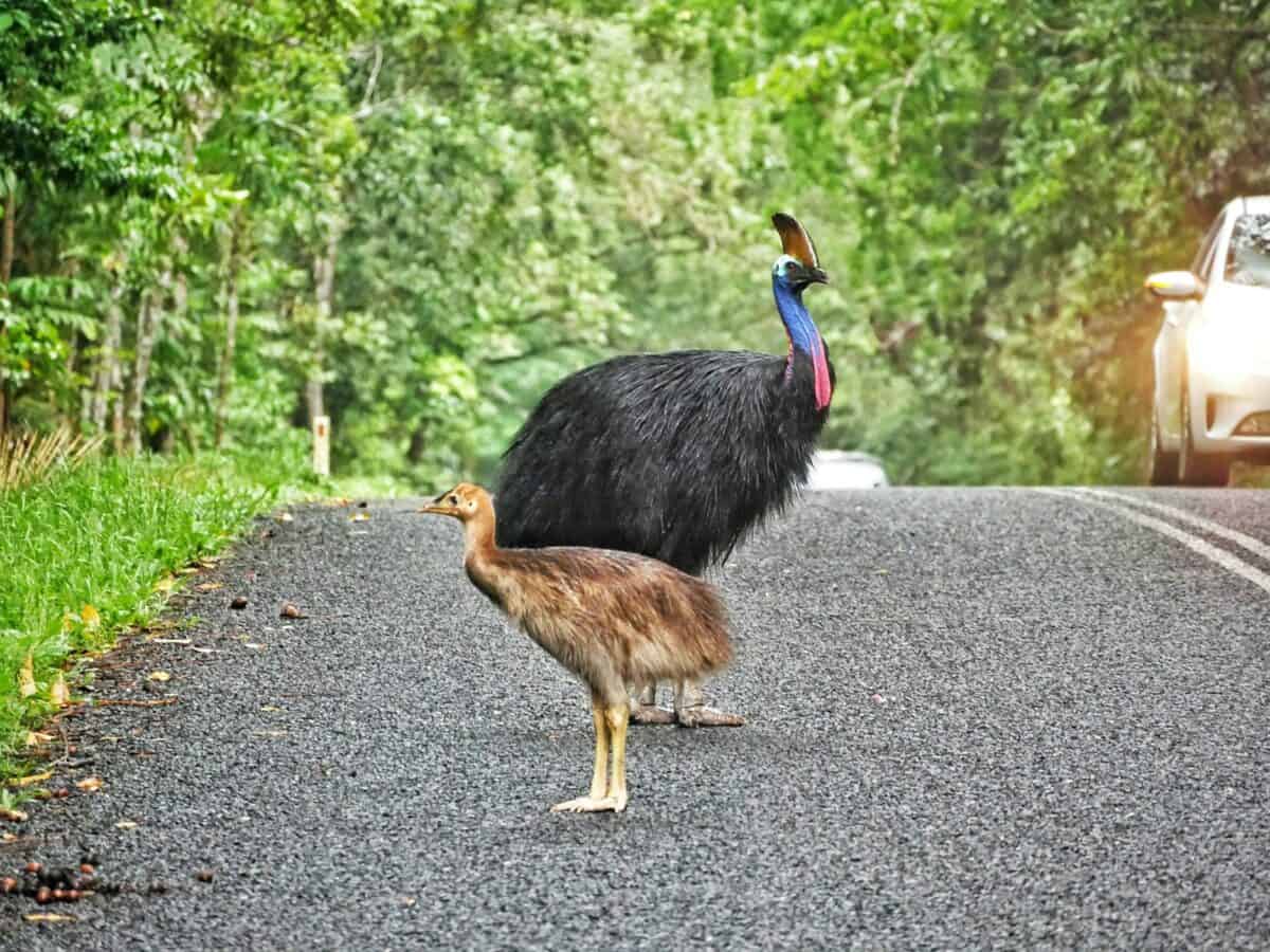 a couple of birds standing on the side of a road
