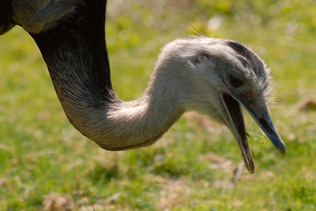 Darwin's Rhea