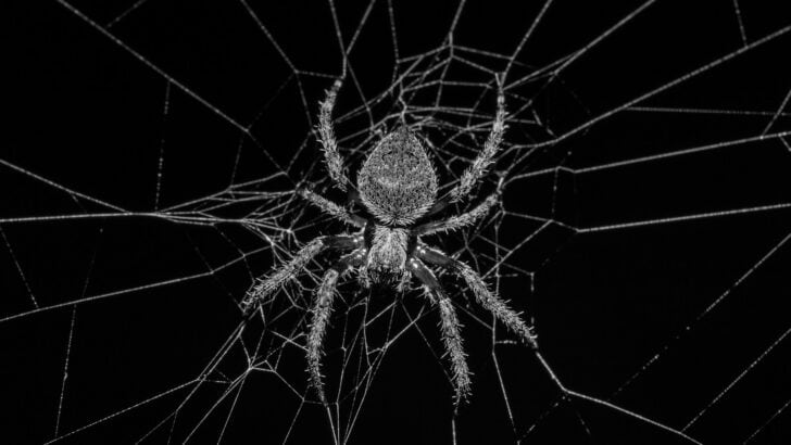 Why Some Spiders Can Fly Using Electricity in the Air