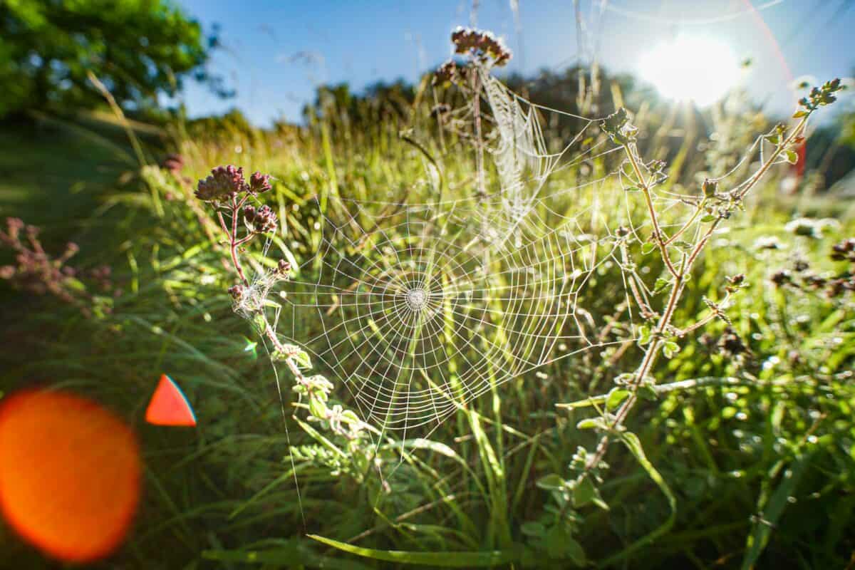 Spinnennetz auf lila Blüte