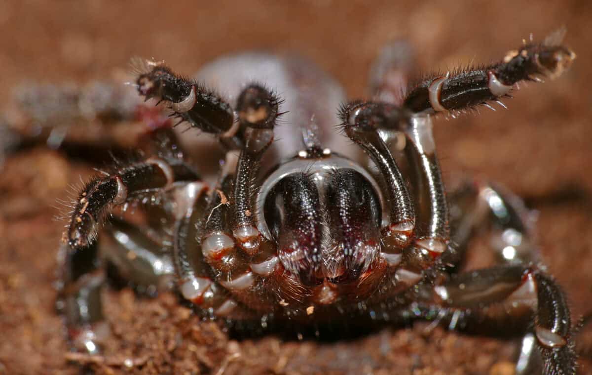 Trapdoor Spider