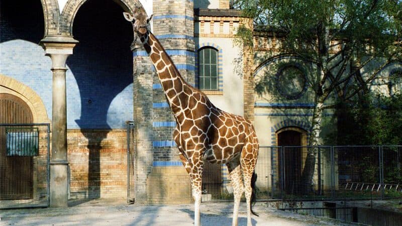 A giraffe standing in front of a historic-looking building at the Berlin Zoo, surrounded by trees and an enclosure.
