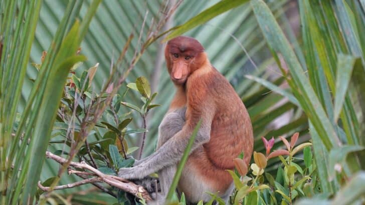 26 Bizarre Animals You Won’t Believe Exist