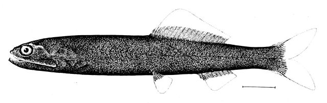  A black-and-white scientific illustration of a deep-sea fish, showing its elongated body, large eyes, and distinct fins, labeled with a scale for reference.