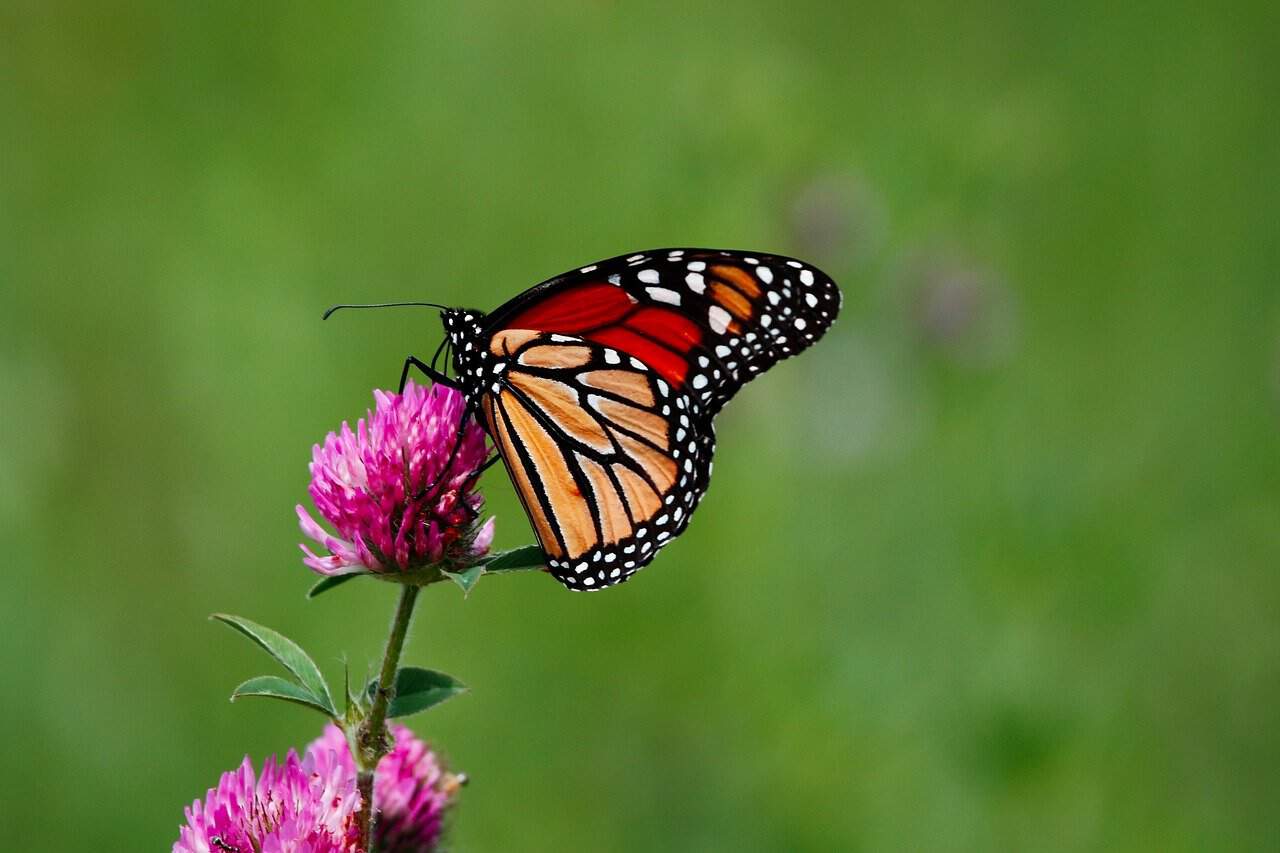 Impact on Biodiversity
