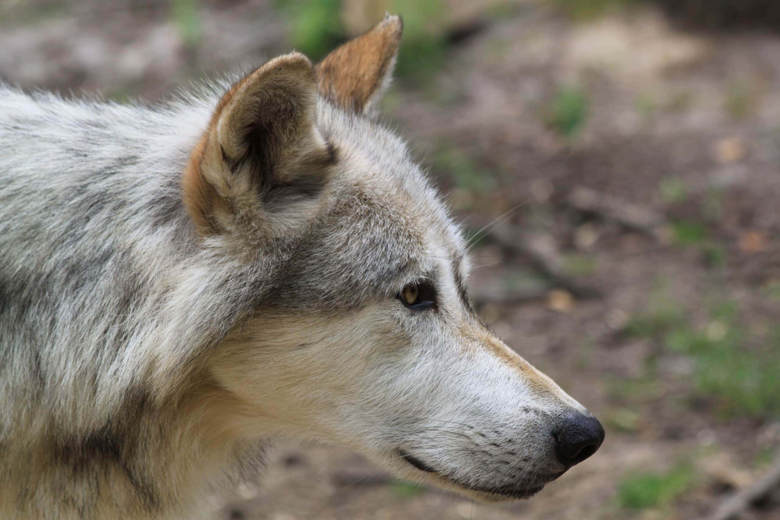 Case Study: The Gray Wolf