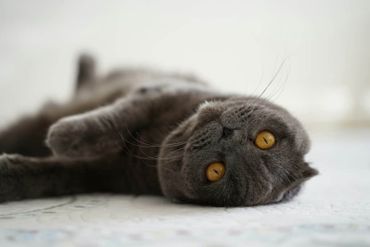 Scottish Fold Laying Down