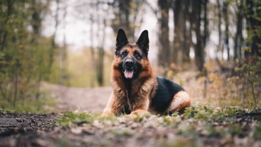 25 Most Loyal Dog Breeds That Make the Best Companions