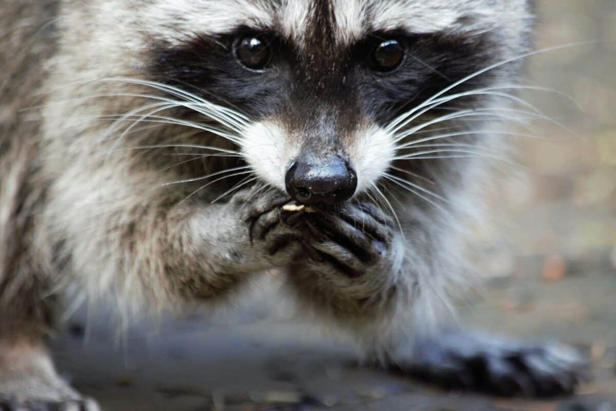 Raccoon eating