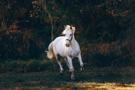 12 Animals That Changed the Course of Human History