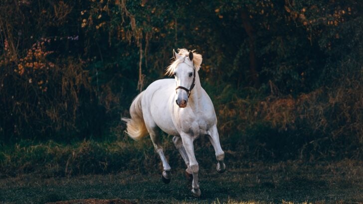12 Animals That Changed the Course of Human History