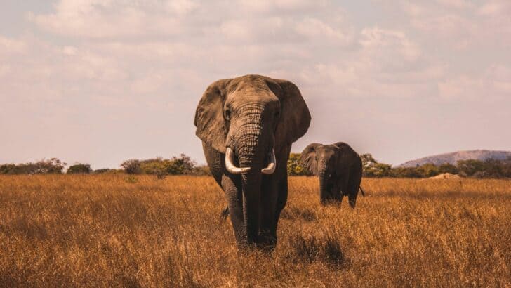 Disaster: Elephants Relocation Kills Twelve People in Malawi