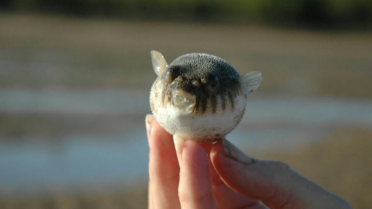 The Strangest Animal Defenses Ever Observed
