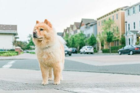 13 Dog Breeds Best Suited for Extreme Weather Conditions
