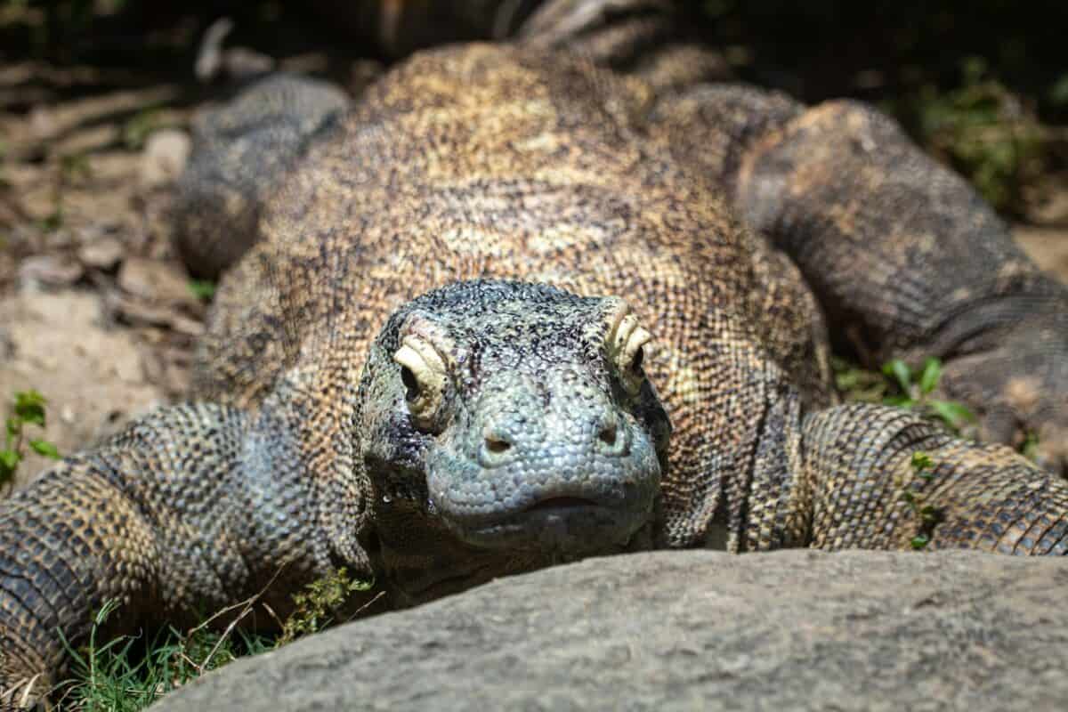 brown and black animal on green grass